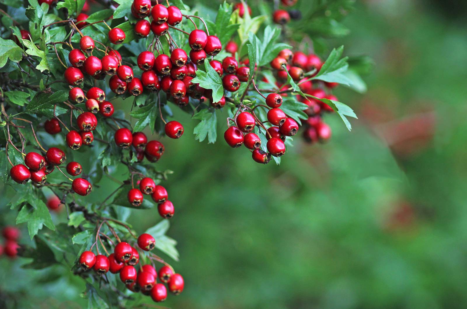 Hawthorn (Potted)