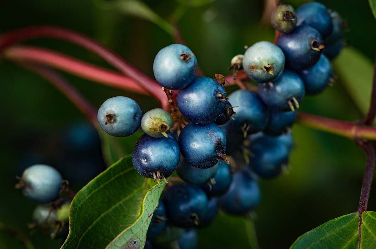 Dogwood, Silky (Potted)