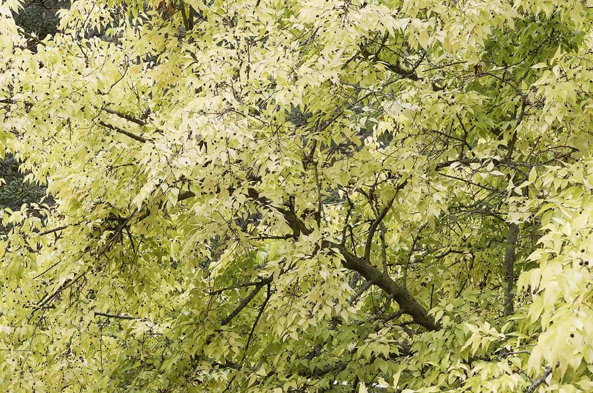 Hackberry (Bareroot)