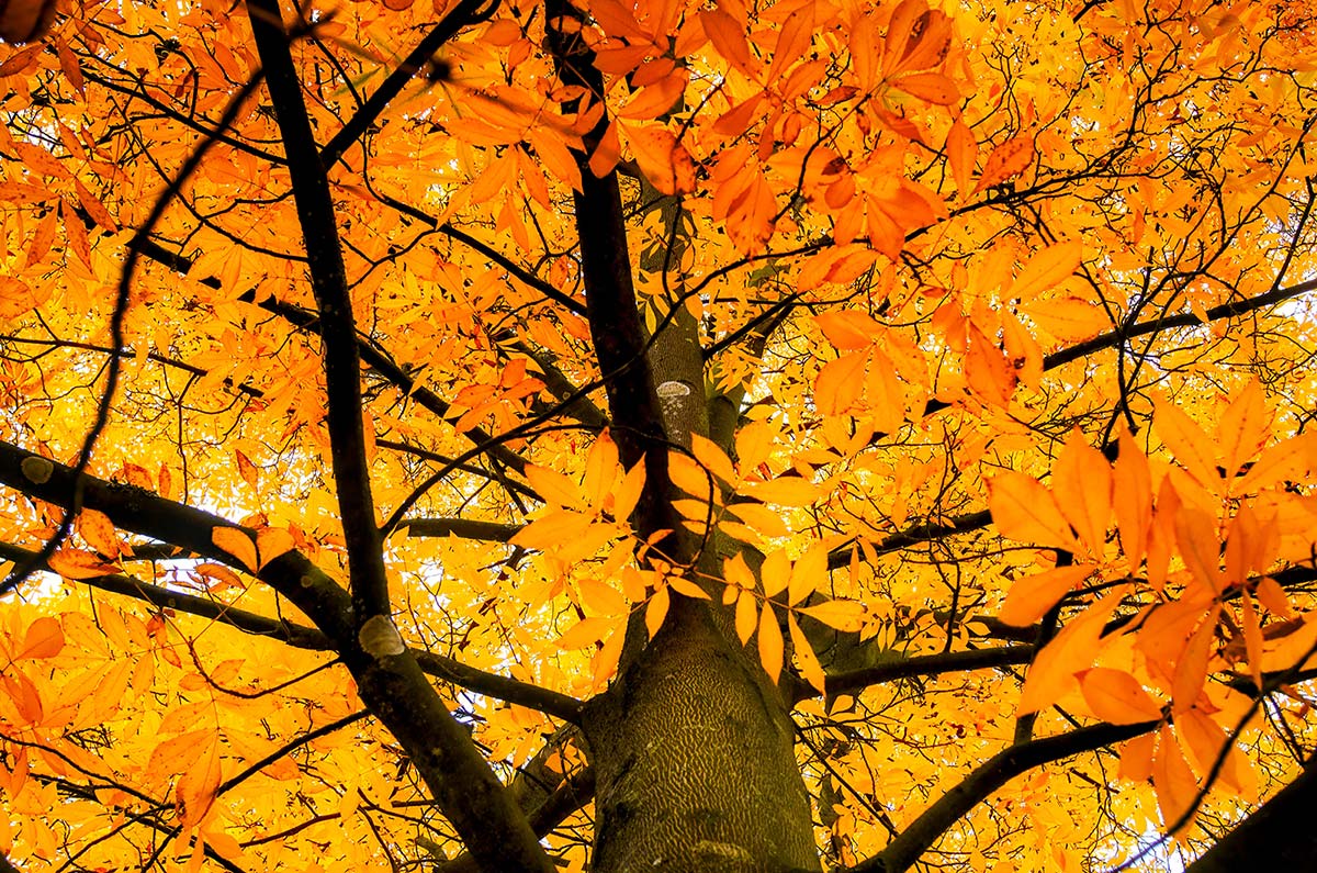 Hickory, Yellowbud (Bareroot)