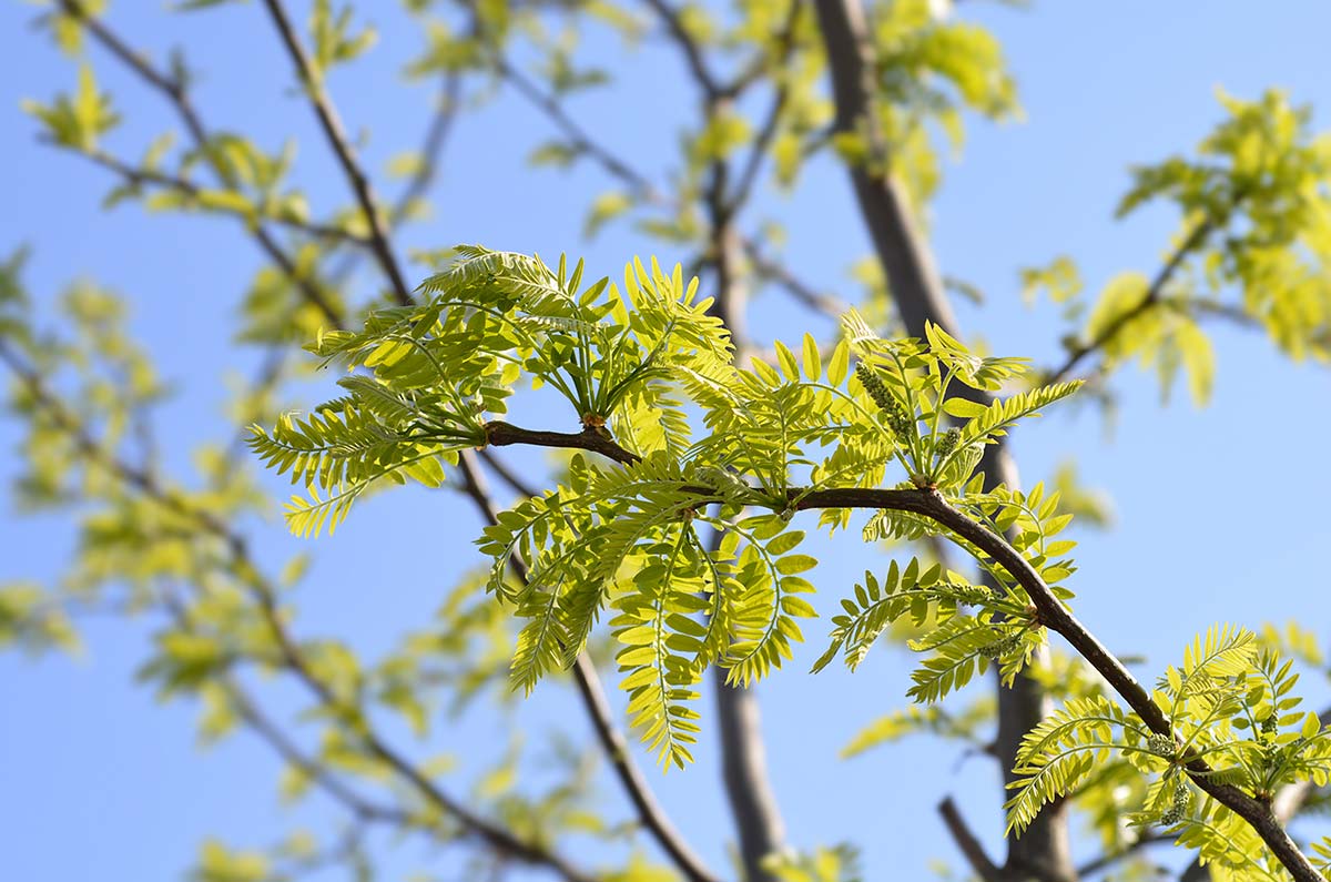 Honey Locust (Thornless) (Potted)