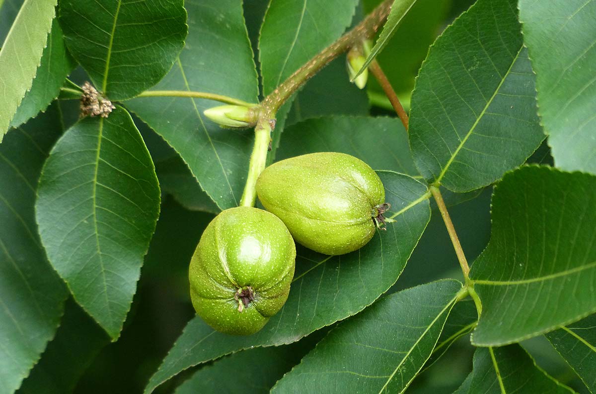 Hickory, Shagbark (Bareroot)