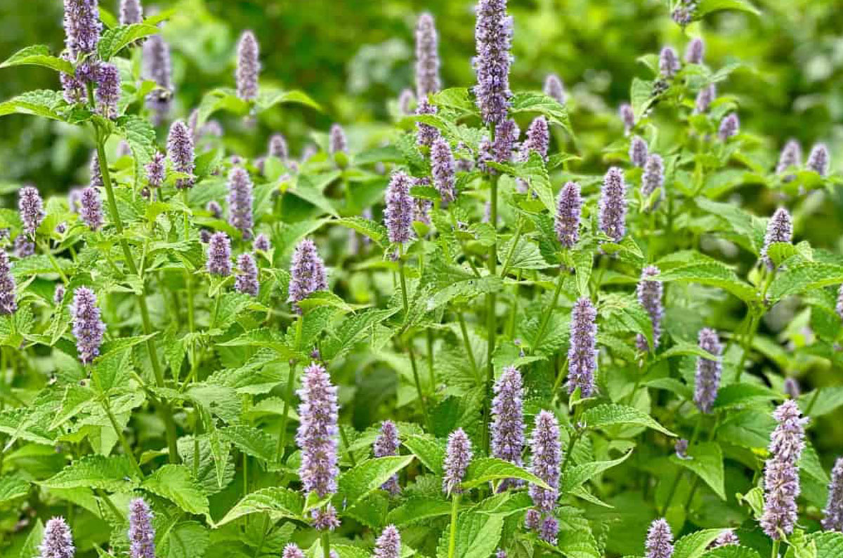 Anise Hyssop (Potted) – Arthur's Point Farm