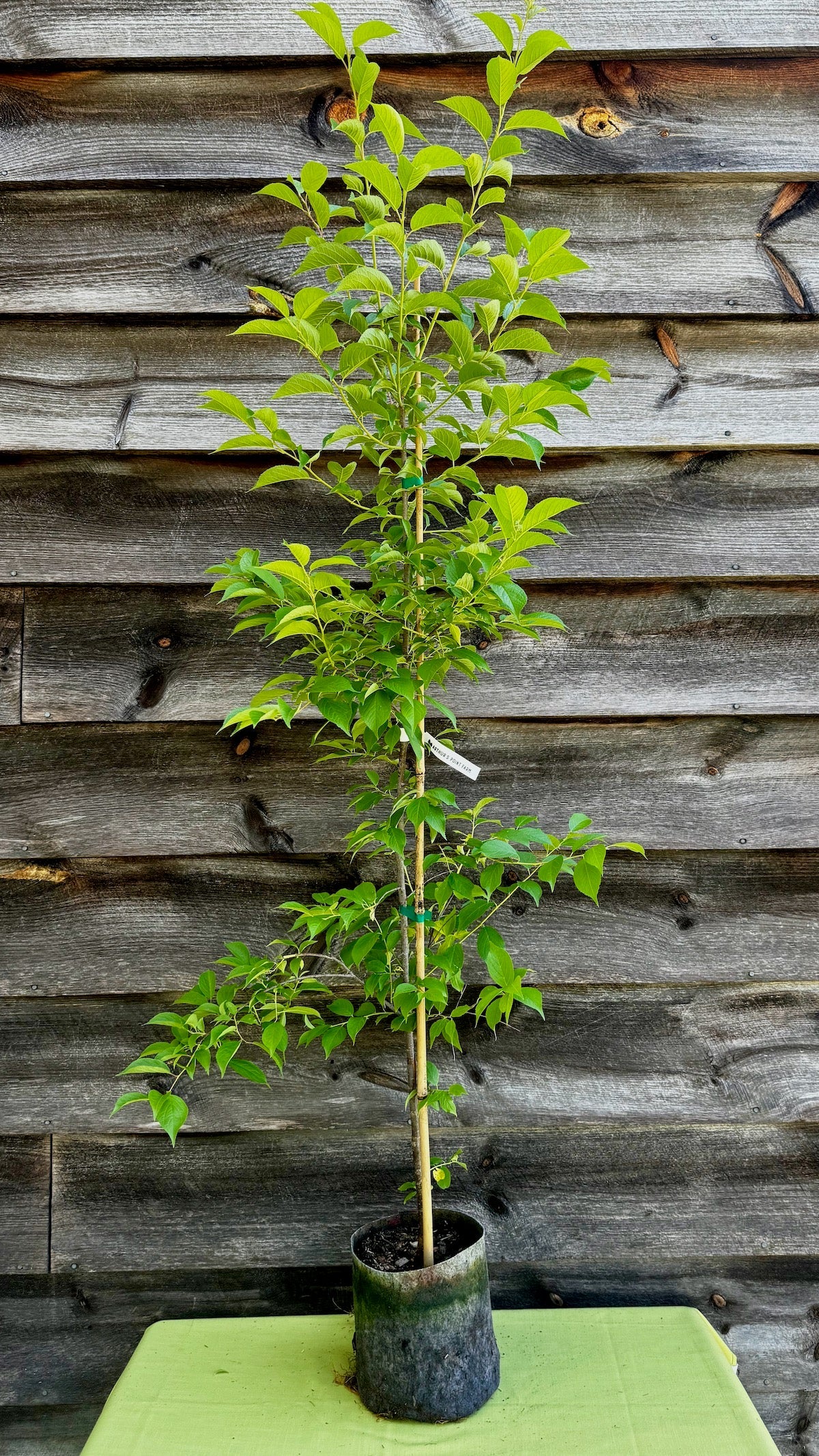 Plum, American (Potted)