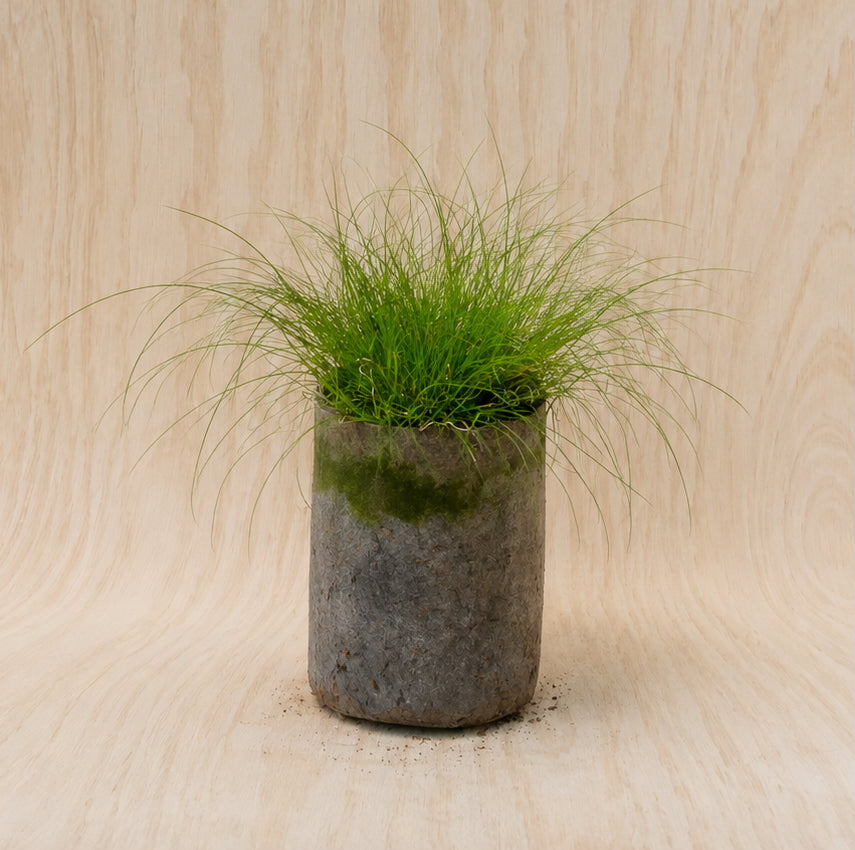 Sedge, Appalachian (Potted)