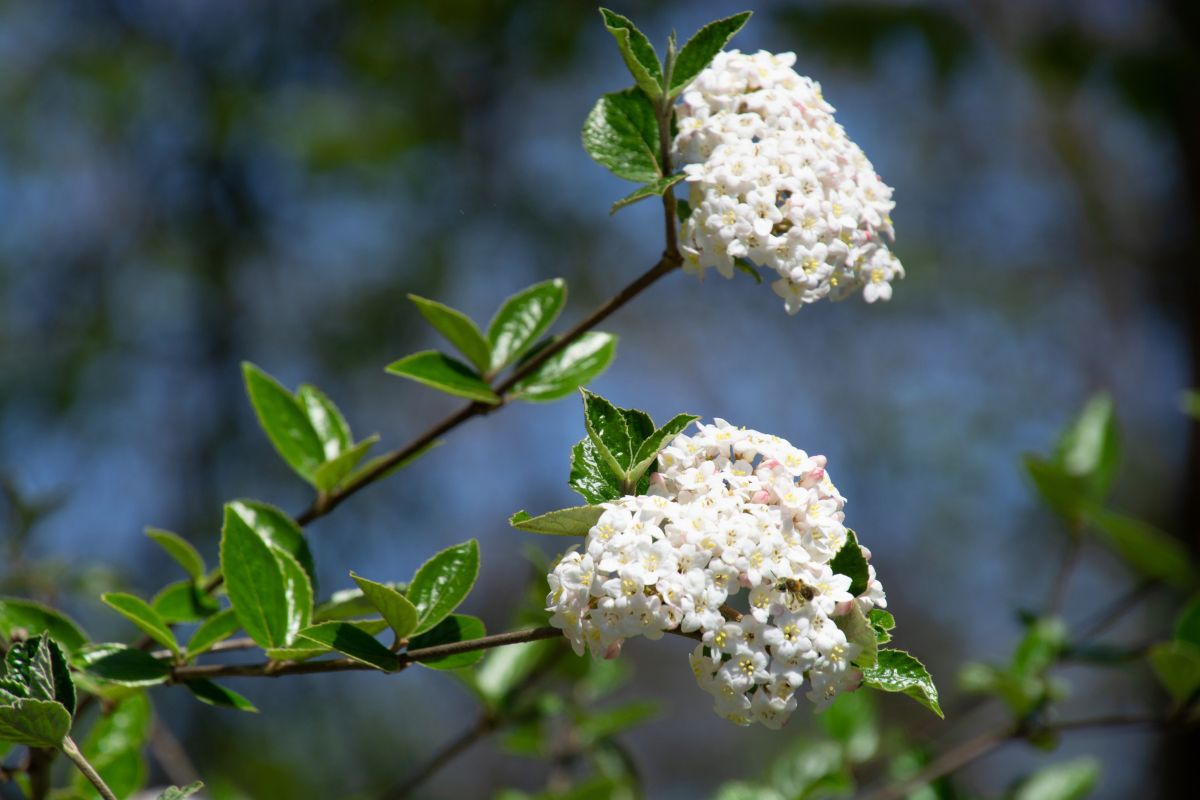 Viburnum, Arrowwood (Bareroot)