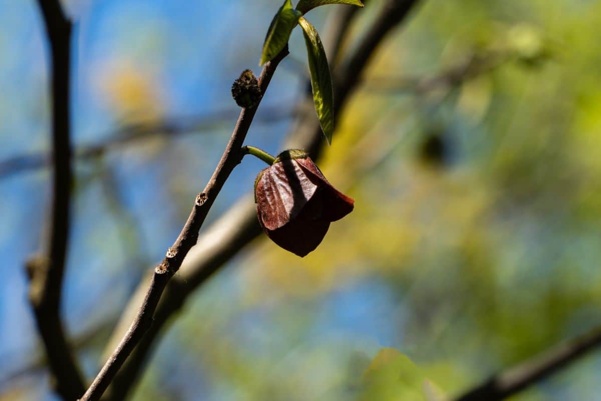 Paw Paw (Potted)