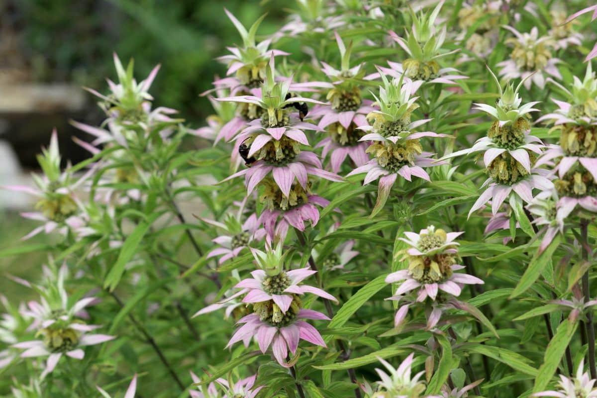 Bee Balm, Spotted (Potted)