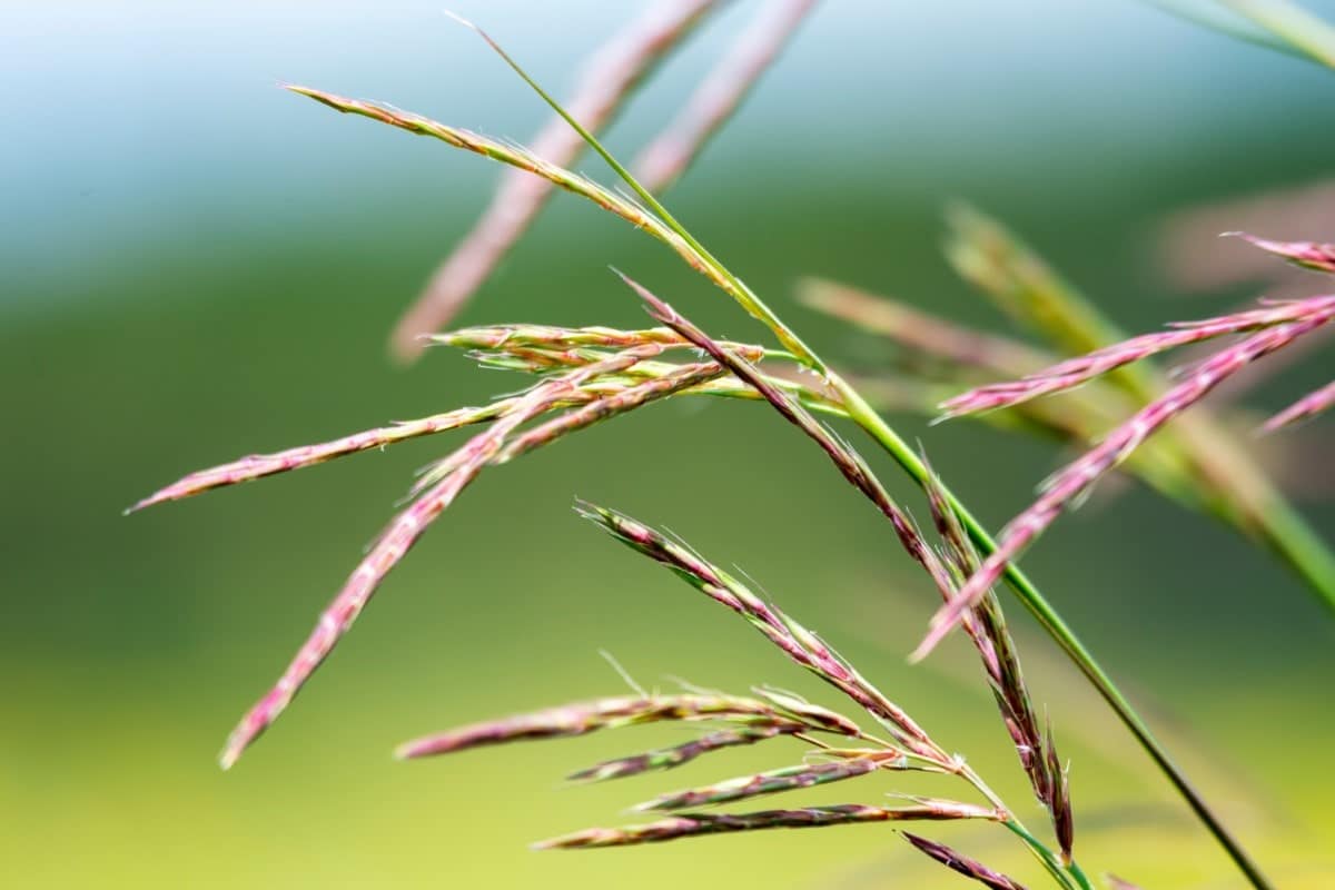 Bluestem, Big (Potted)