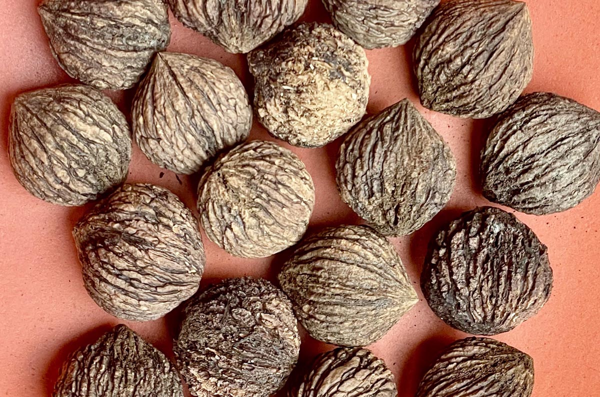 Walnut, Black (Bareroot)