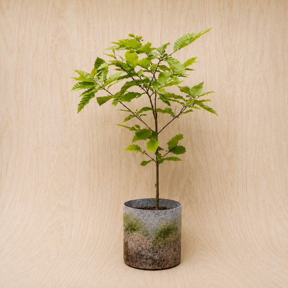Chestnut, Hybrid (Potted)