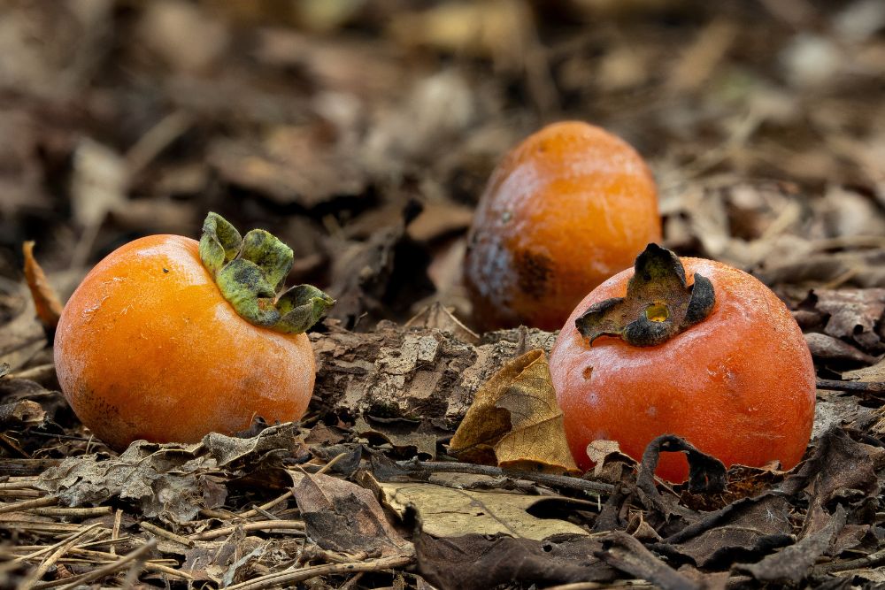 Persimmon, American (Bareroot)