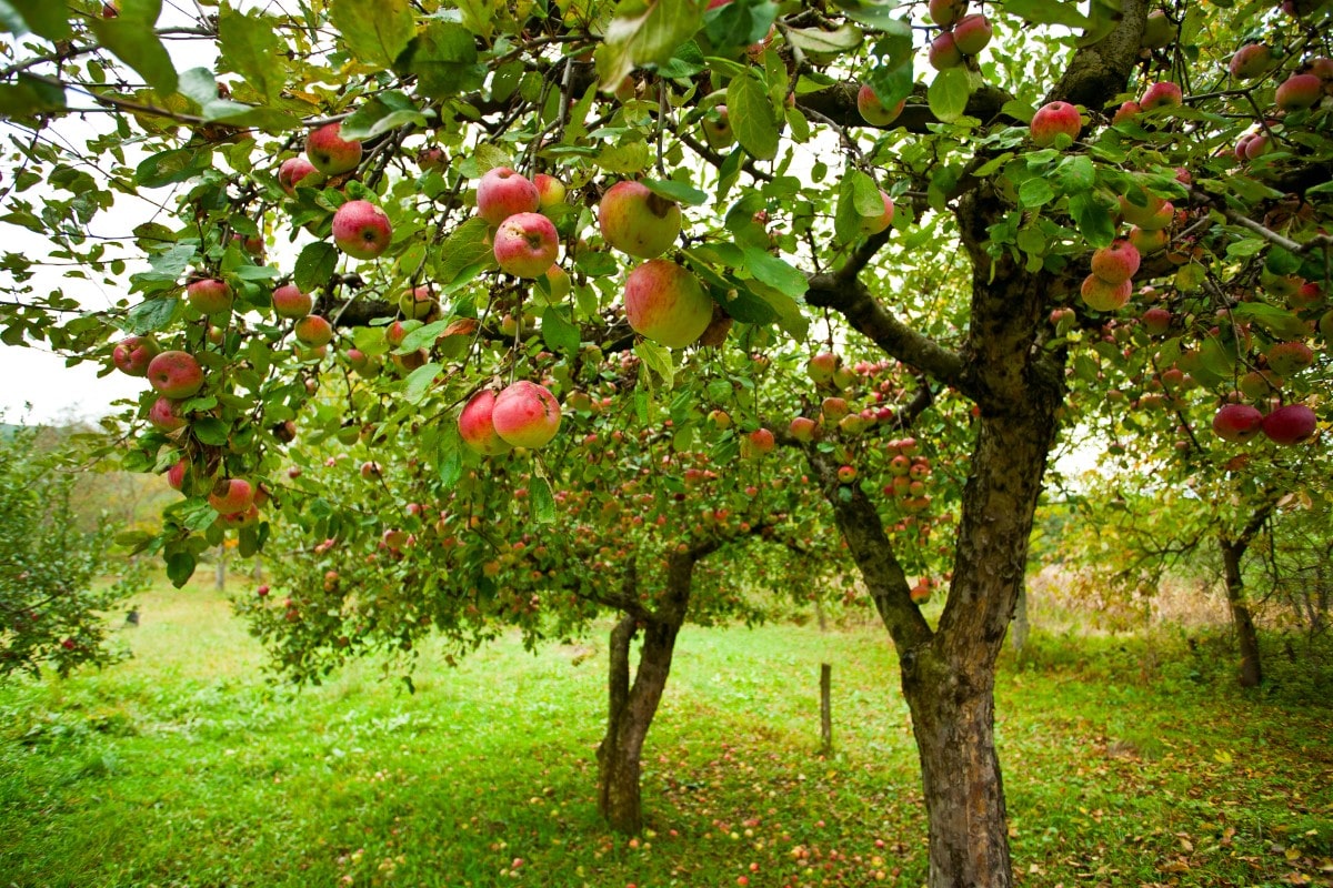 Apple, Grafted (Potted)