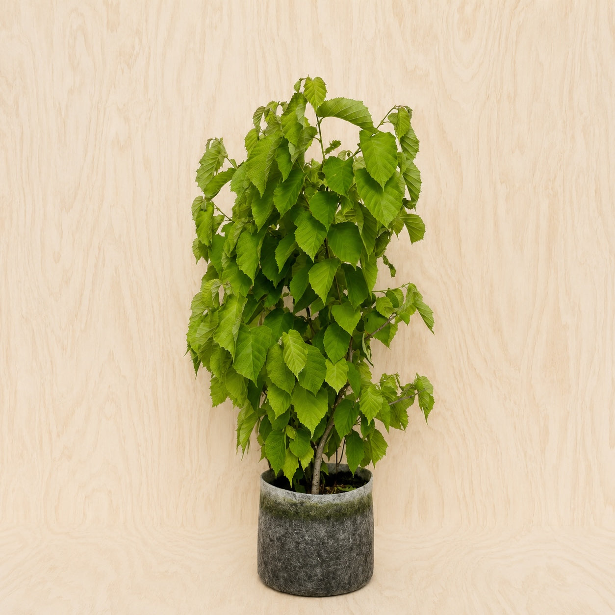 Hazelnut, American (Potted)