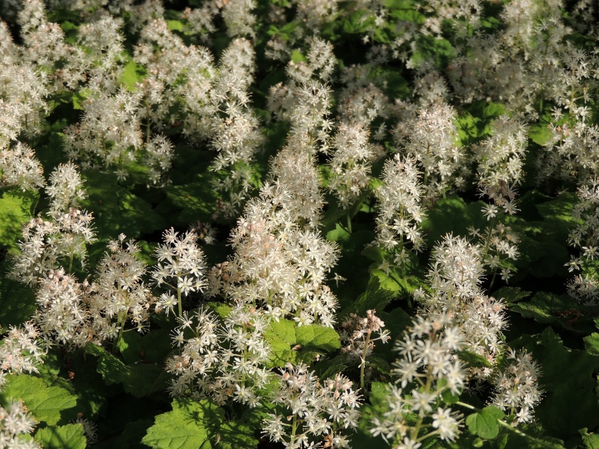 Foamflower (Potted)