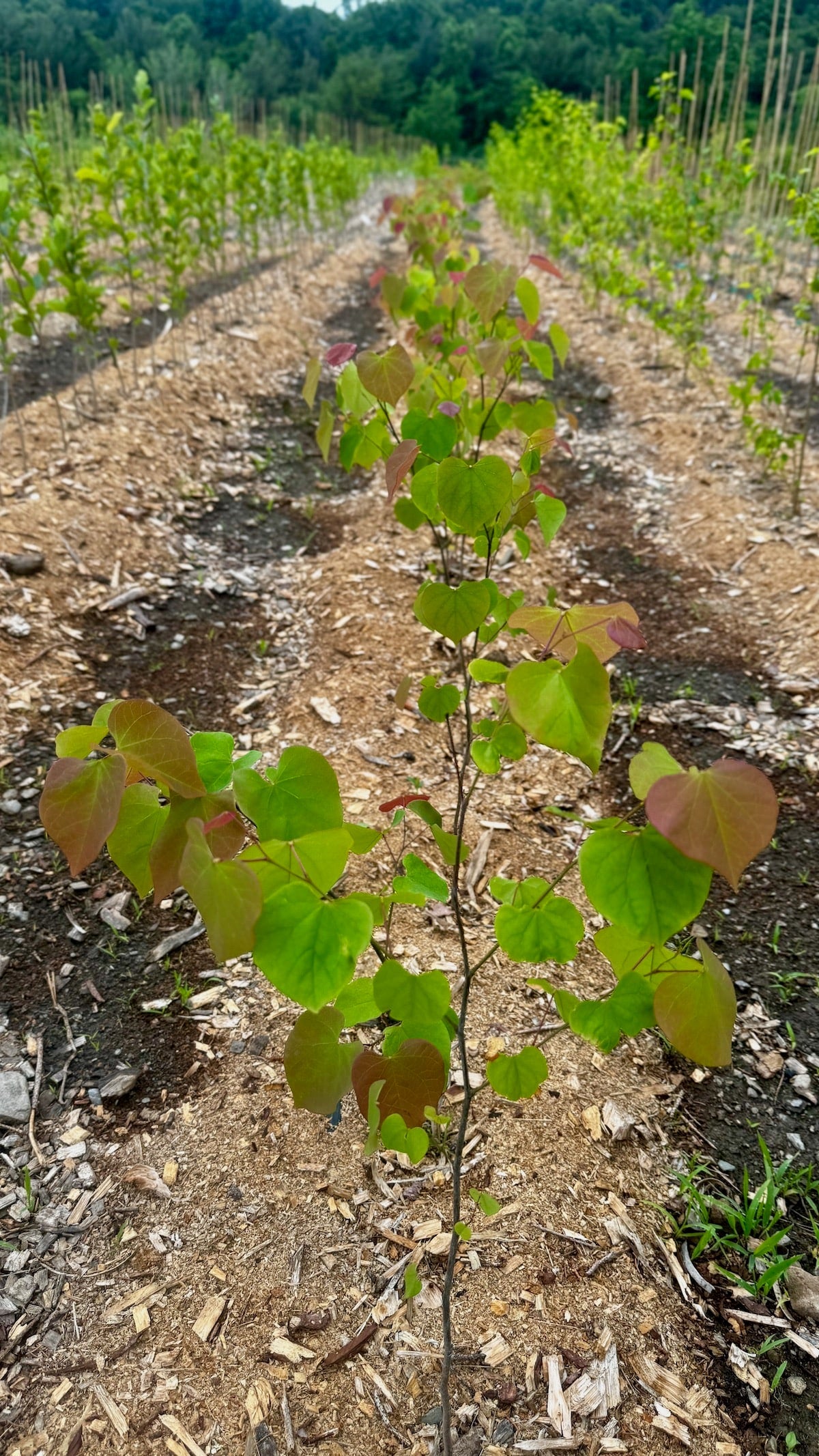 Redbud, Eastern (Bareroot)