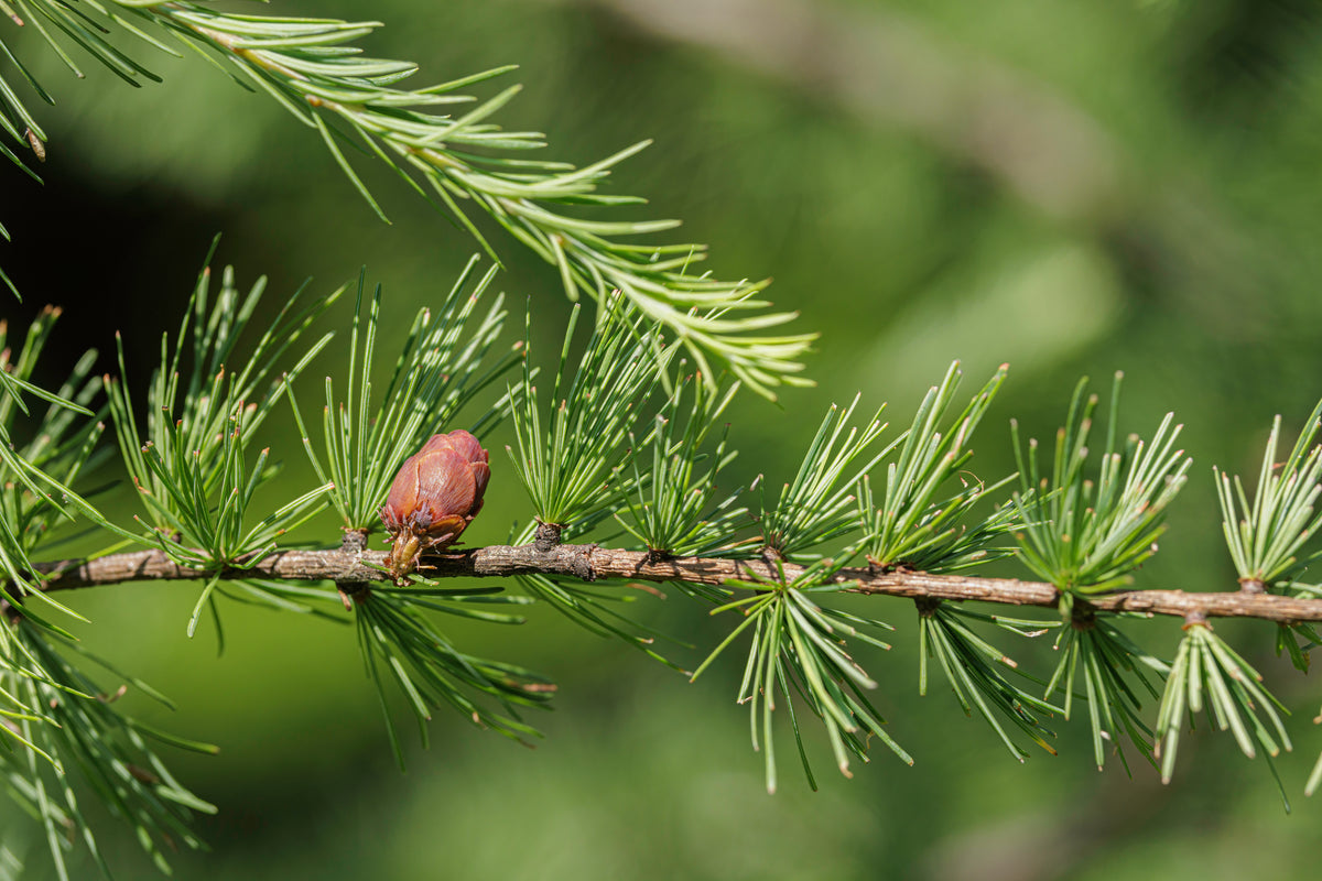Close up of Larix laricina cone