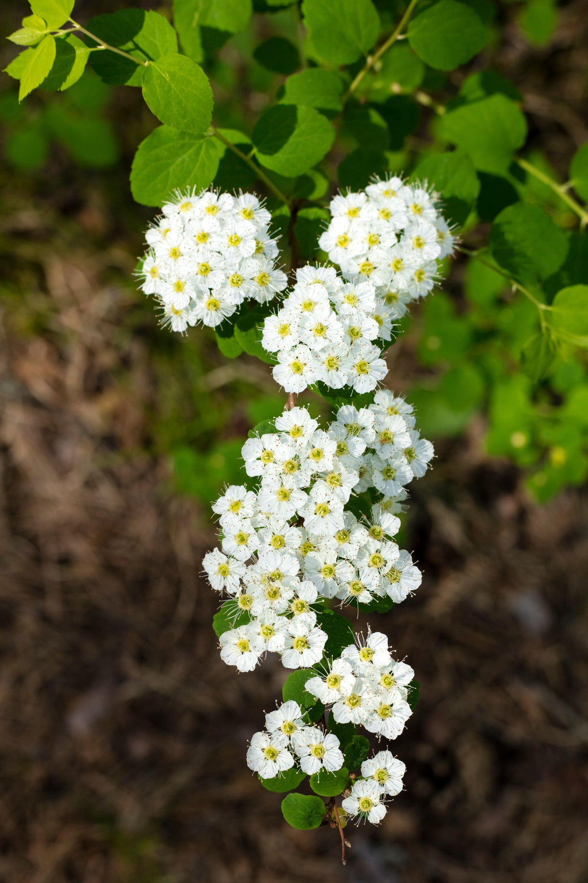 Flowers of Viburnum lentago