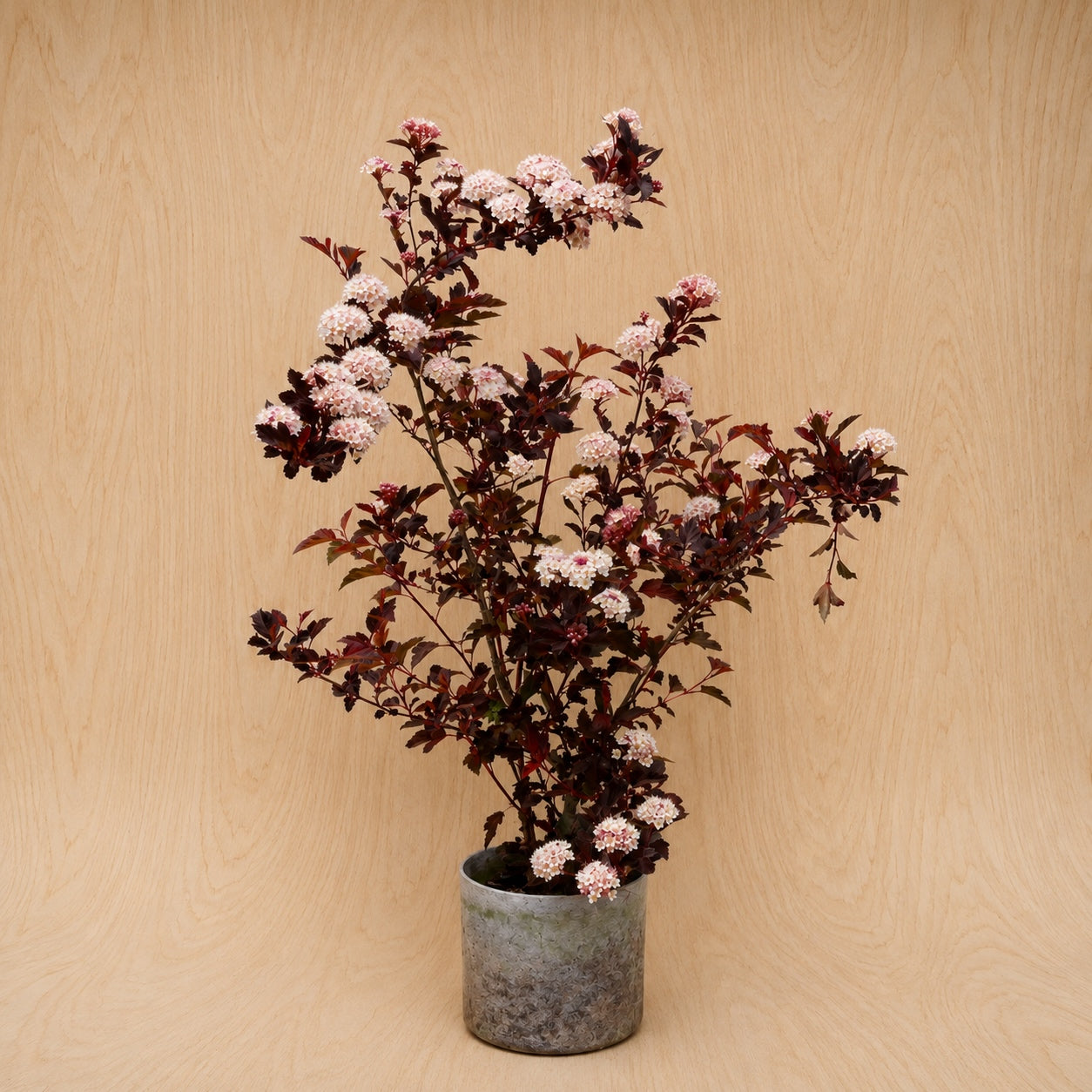 Ninebark (Potted)