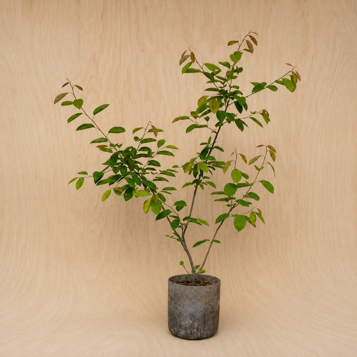 Serviceberry (Potted)