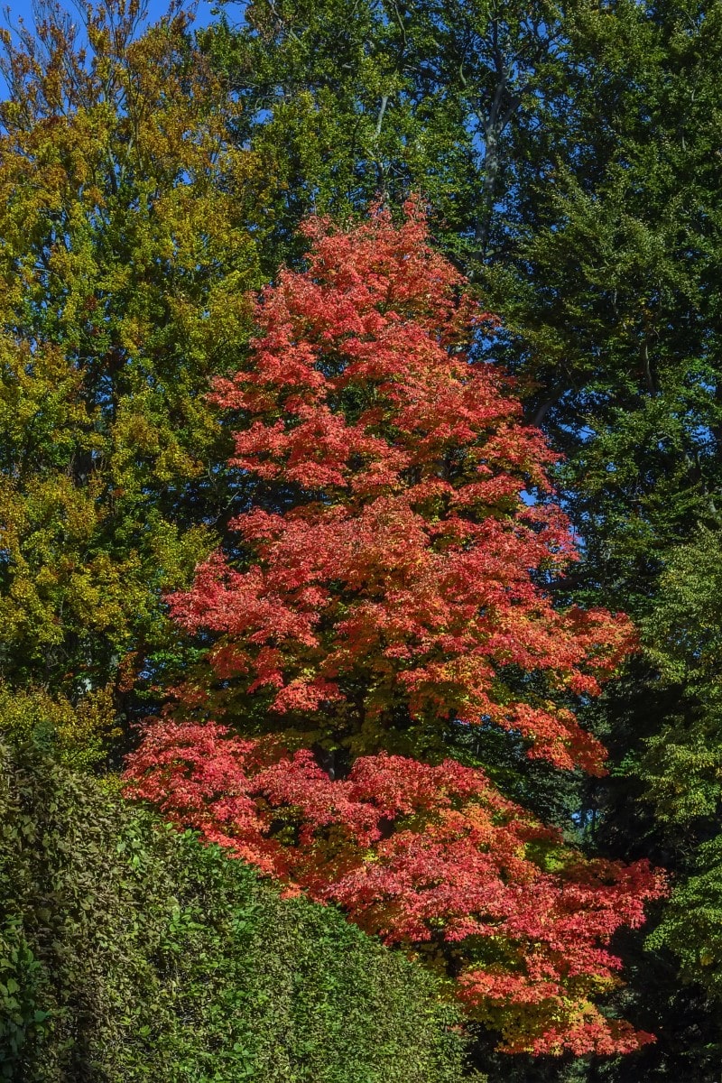 Maple, Red (Bareroot)