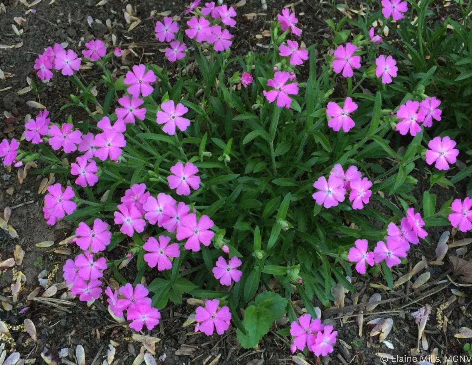 Wild Pink (Potted)