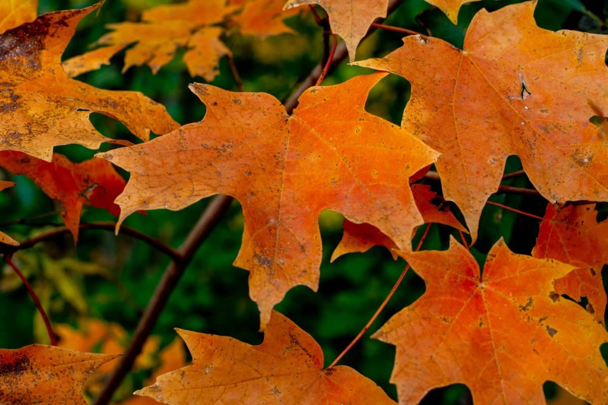 Maple, Sugar (Potted)