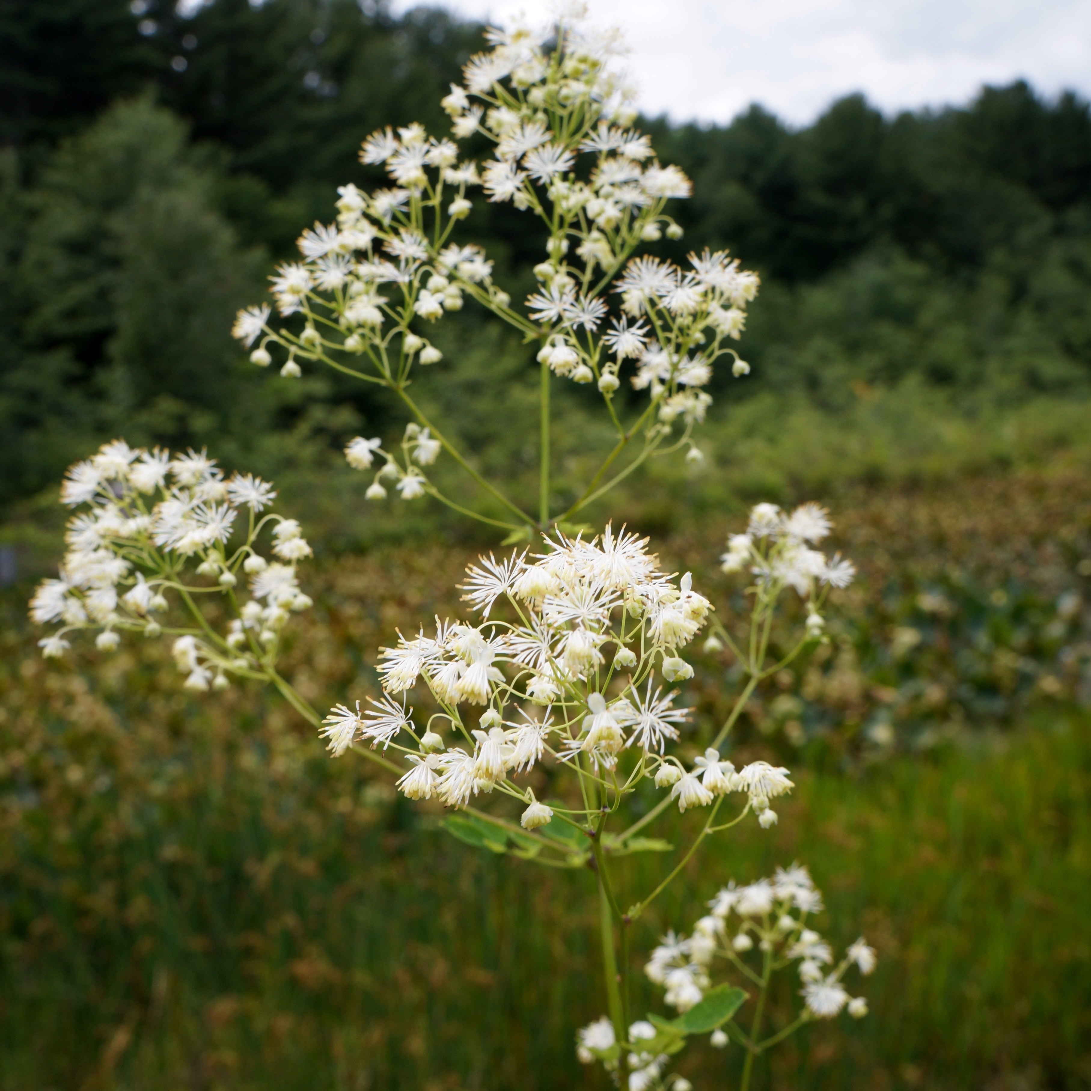 Tall Meadow Rue (Potted)