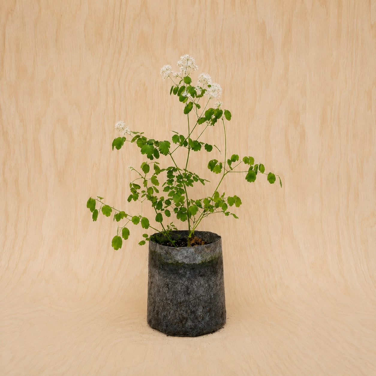 Tall Meadow Rue (Potted)
