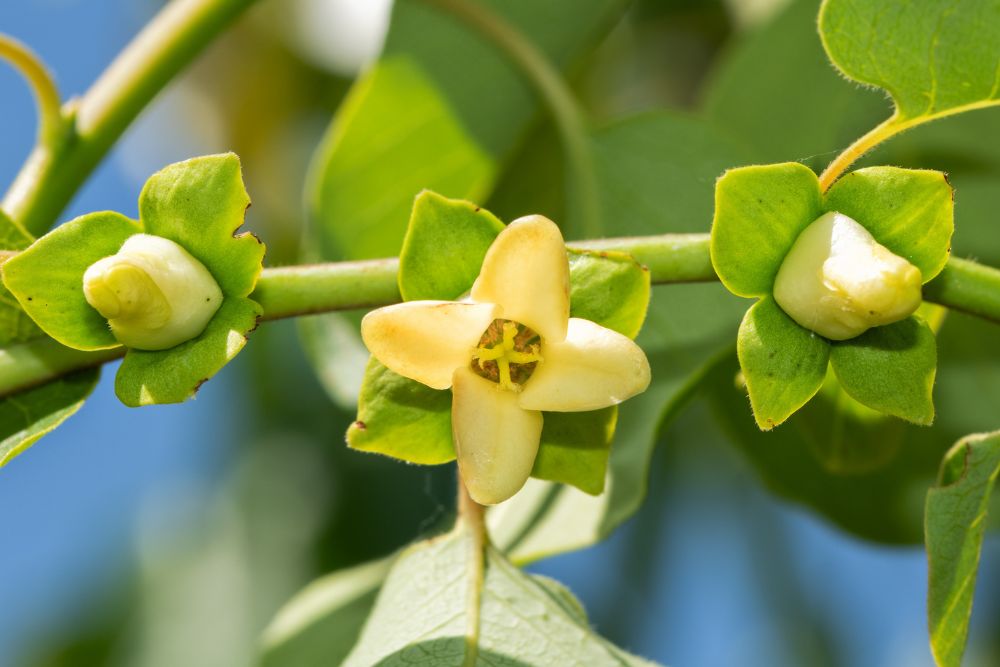 Persimmon, American (Bareroot)