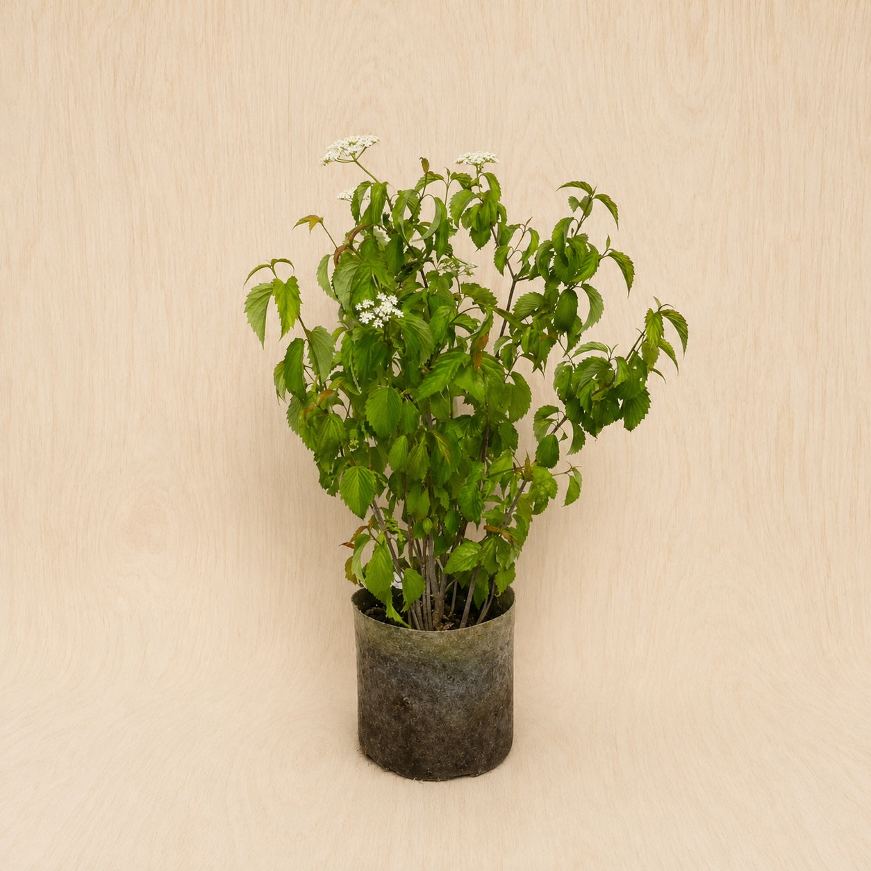 Viburnum, Arrowwood (Potted)
