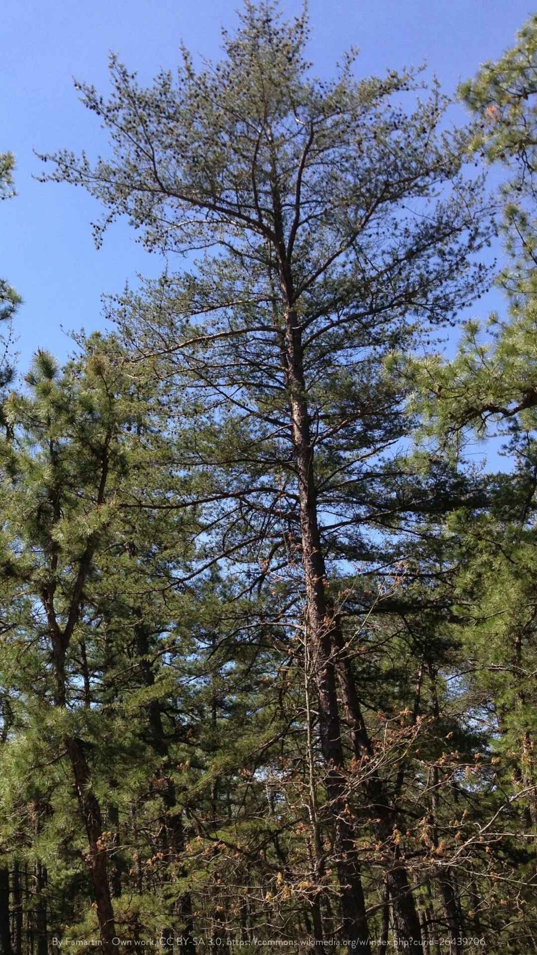 Pinus virginiana&
