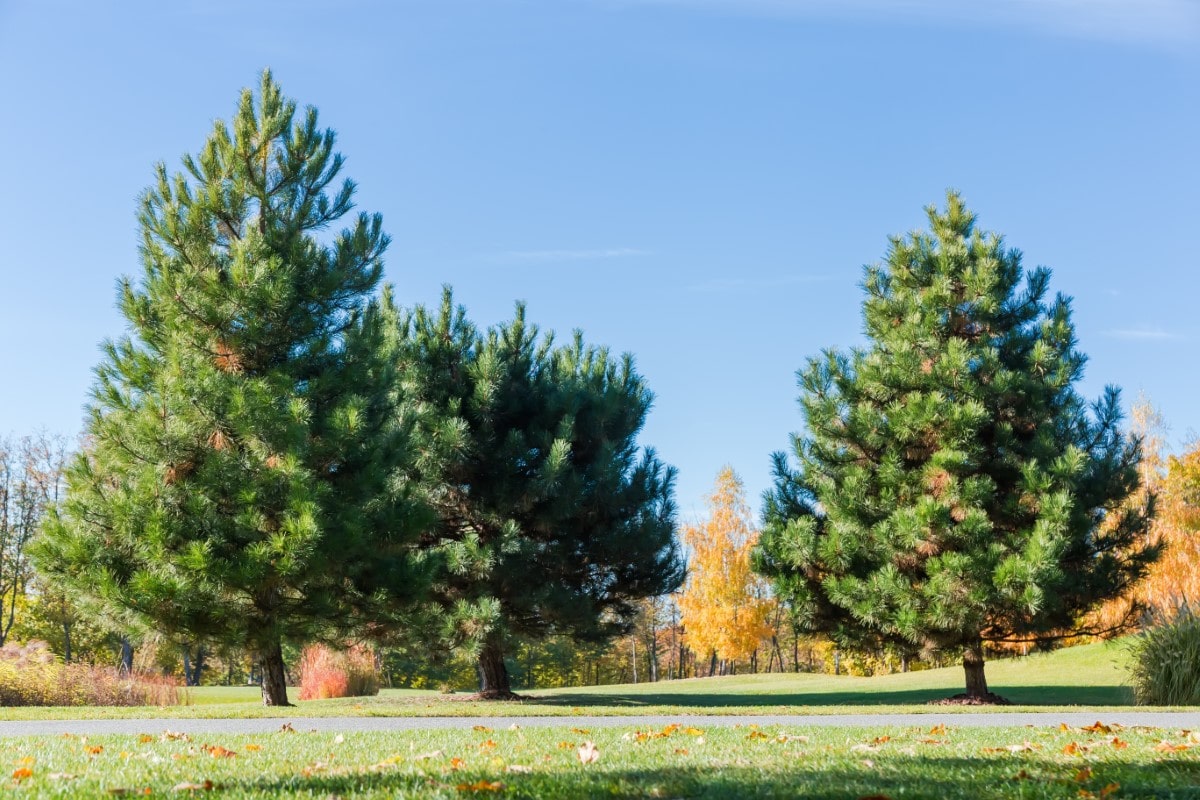 White Pine (Bareroot)