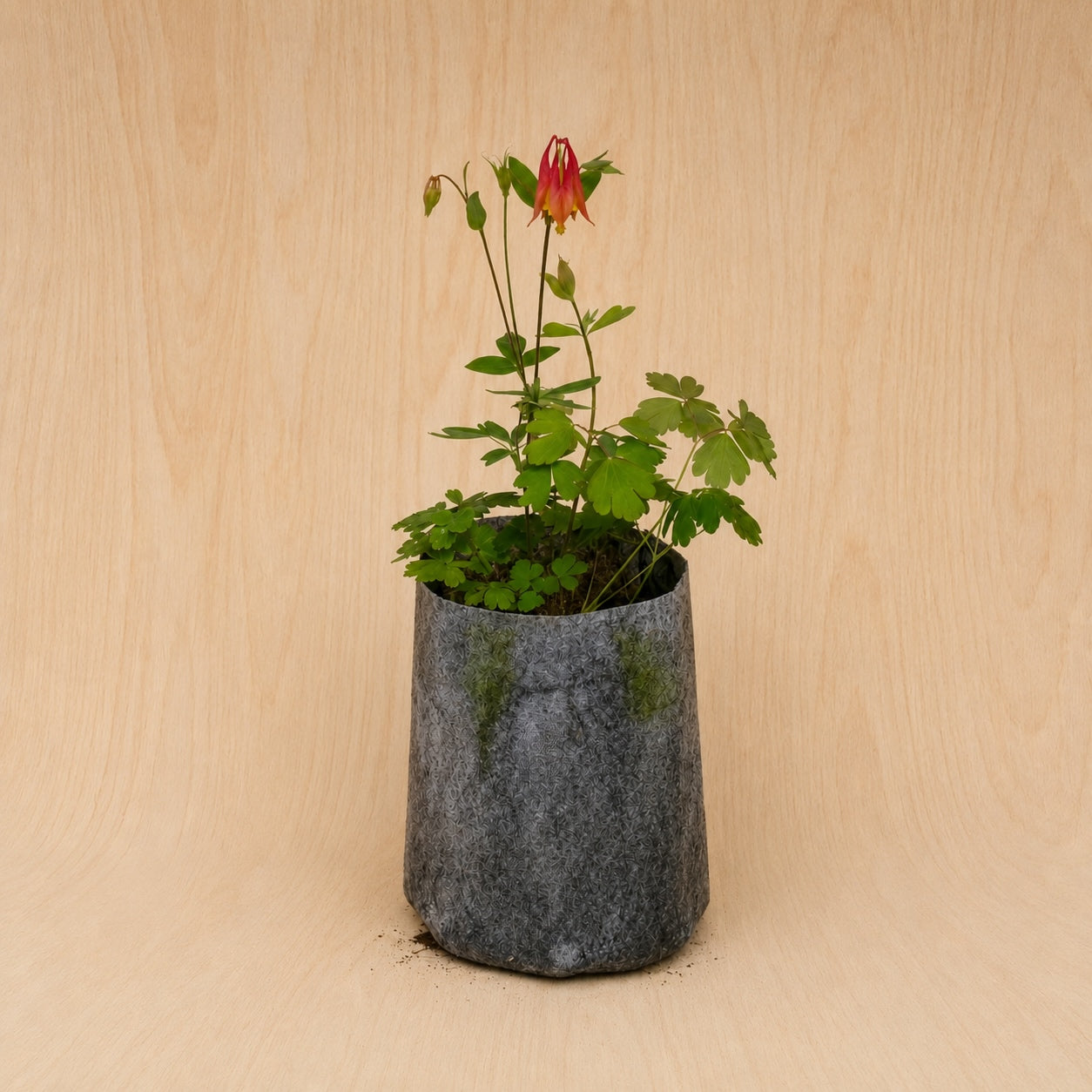 Wild Columbine (Potted)