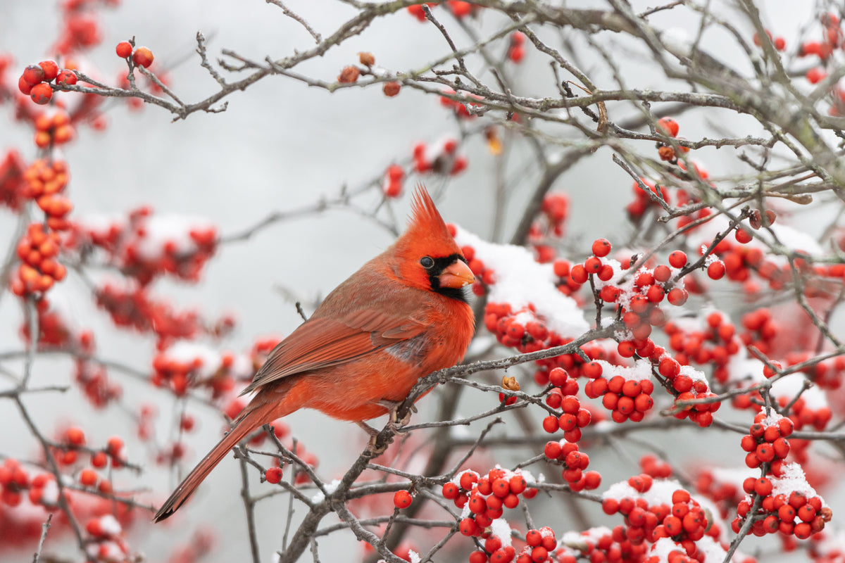 Ilex verticilla berries in the winter.