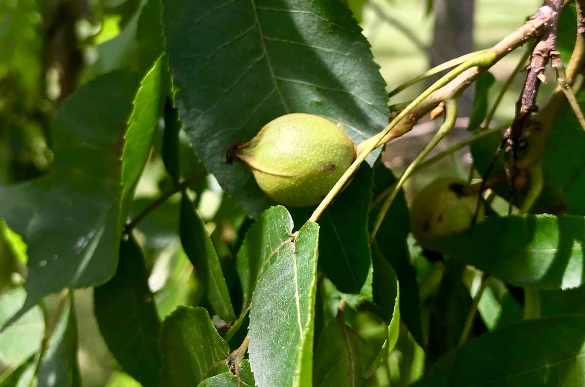 Hickory, Yellowbud (Bareroot)