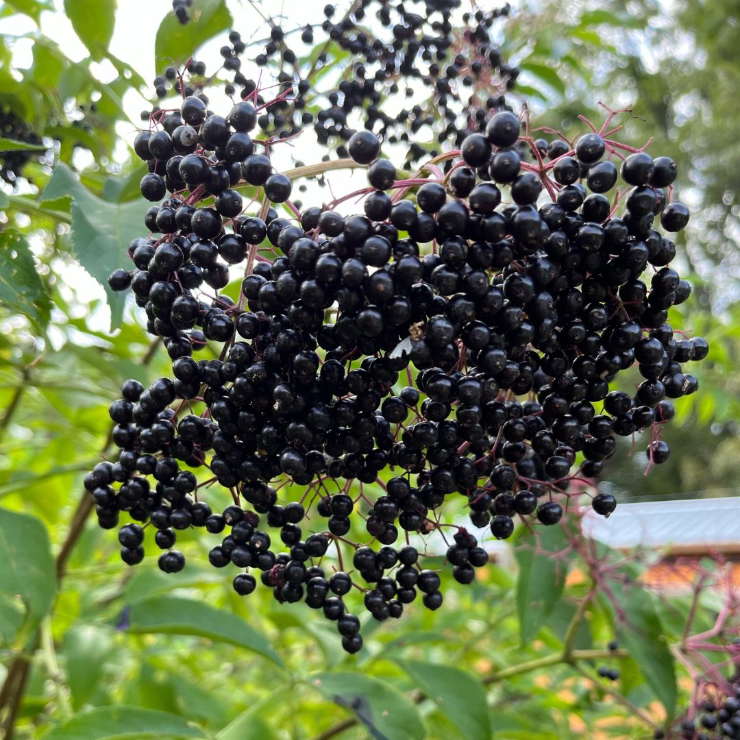 Elderberry, Common (Potted) – Arthur's Point Farm