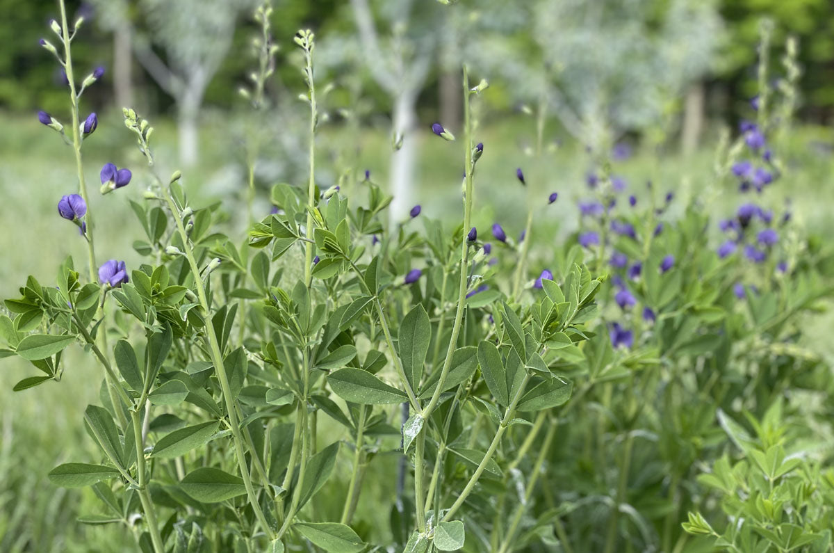 Blue Wild Indigo (Potted)