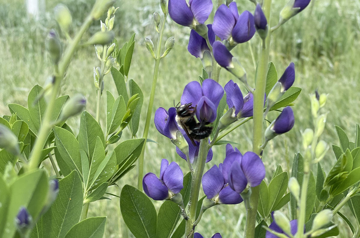 Blue Wild Indigo (Potted) – Arthur's Point Farm