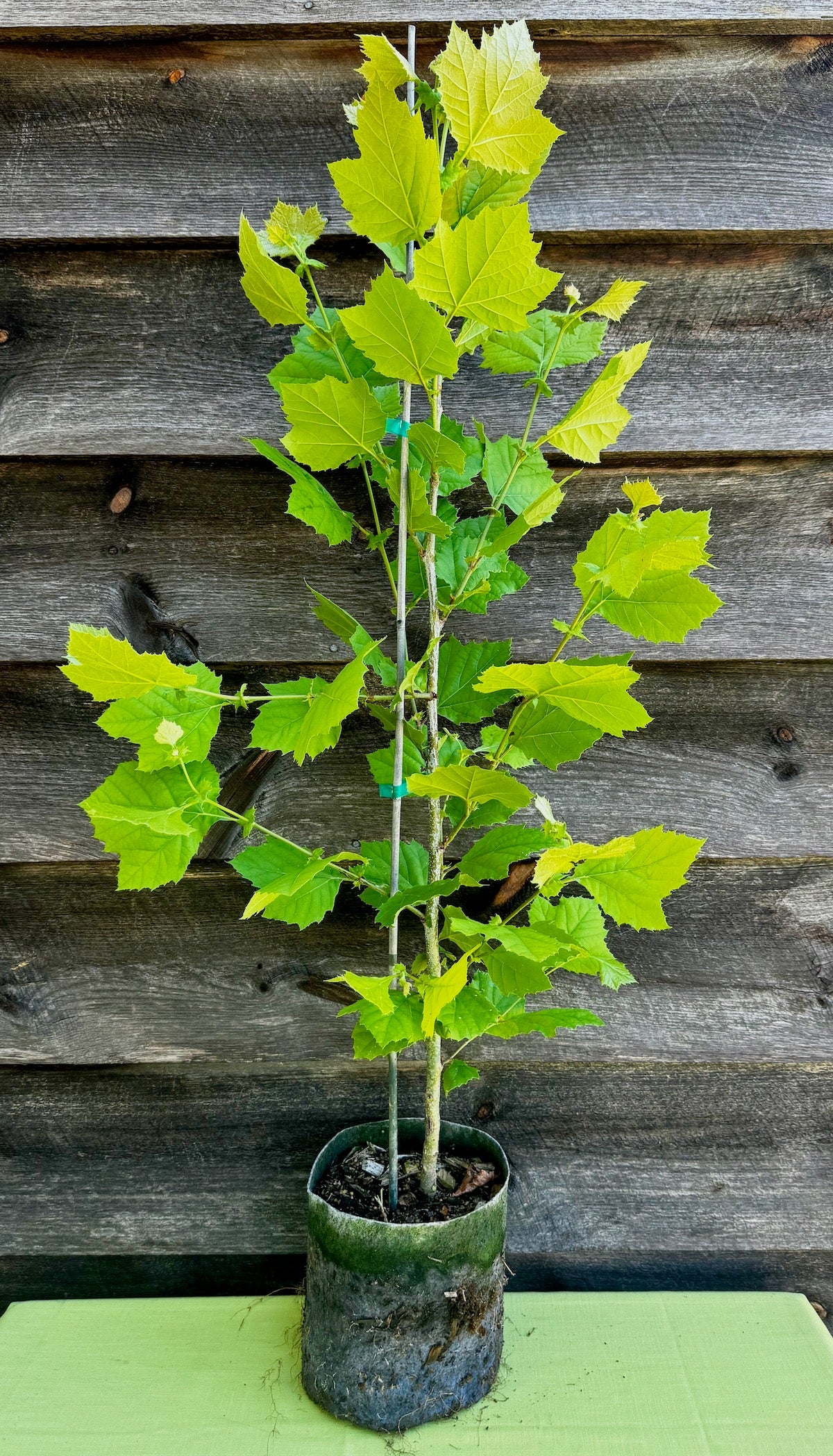 Sycamore (Potted)