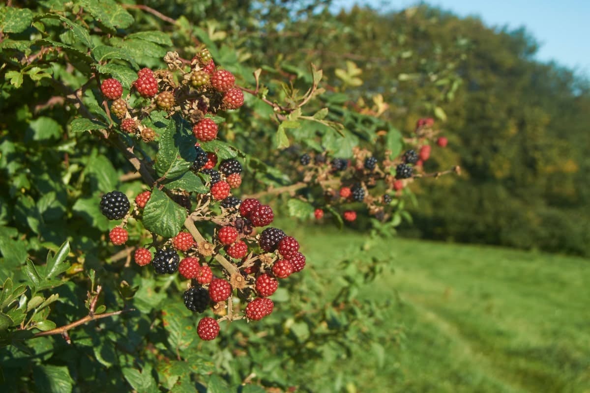 Blackberry in a Hedgerow - Arthur's Point Farm