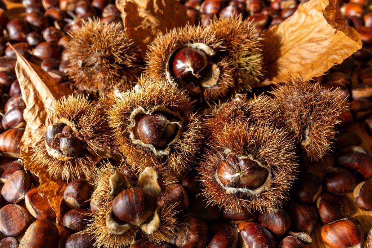 Close-up of edible sweet Chestnuts (Castanea sativa), some still in the husk - Arthurs Point Farm