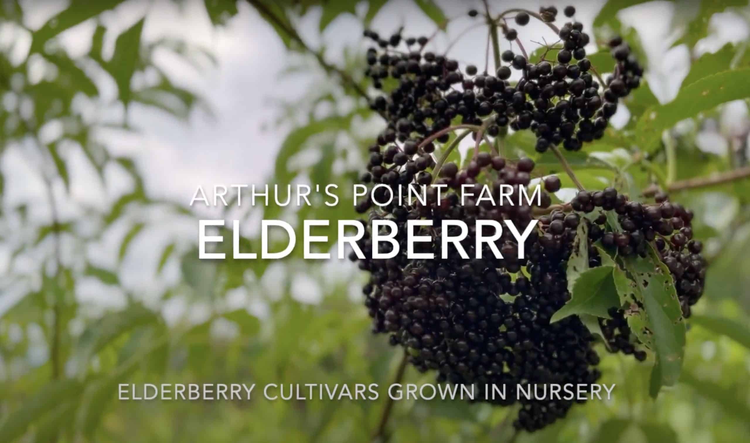 Elder