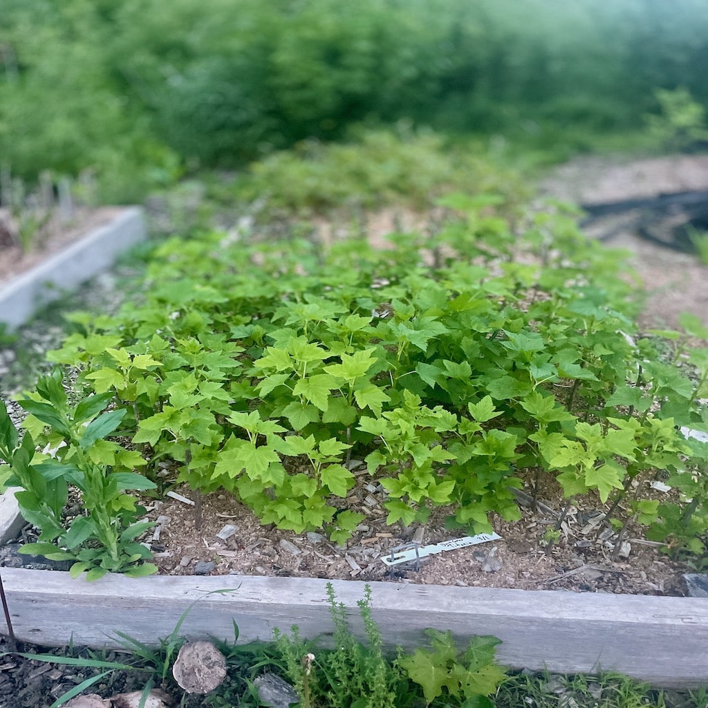 Propagating Trees and Shrubs from Cuttings