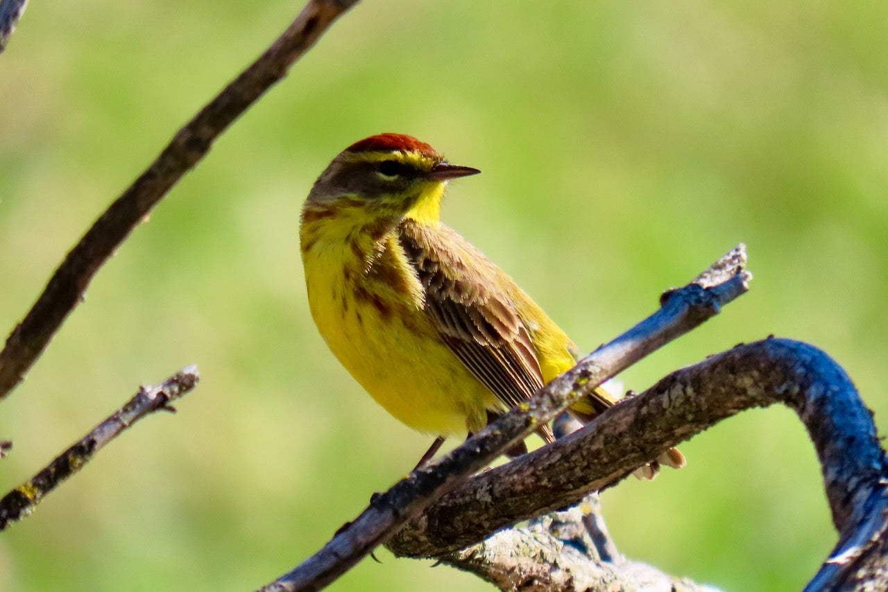 Palm Warbler at Arthur’s Point Farm, photo by Spencer Crawford