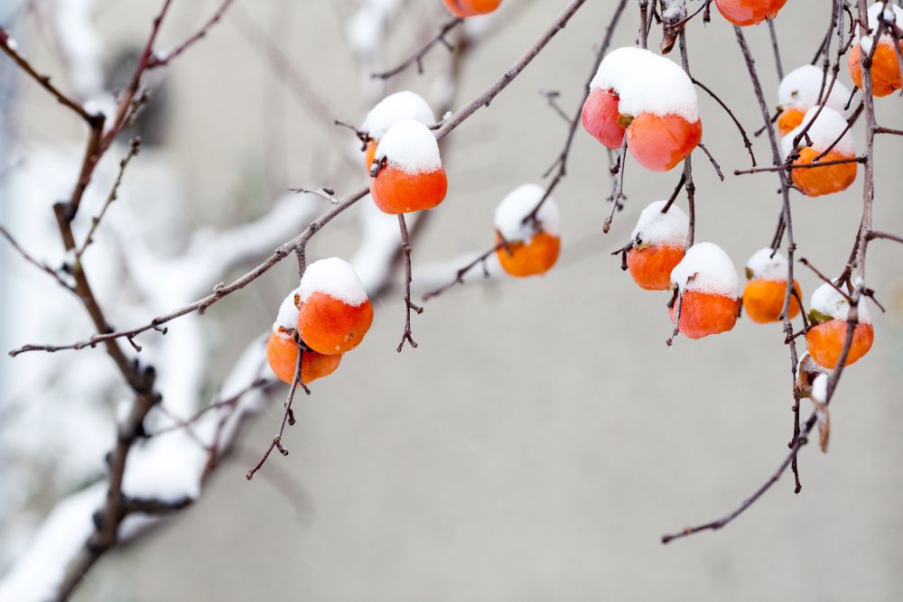 Persimmon fruits under the snow