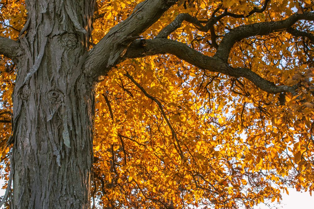 Shagbark Hickory Tree - Arthur's Point Farm