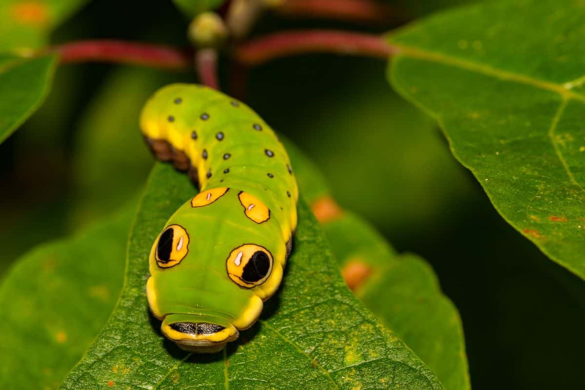Spicebush Swallowtail Butterfly Caterpillar (Papilio troilus) - Arthur's Point Farm