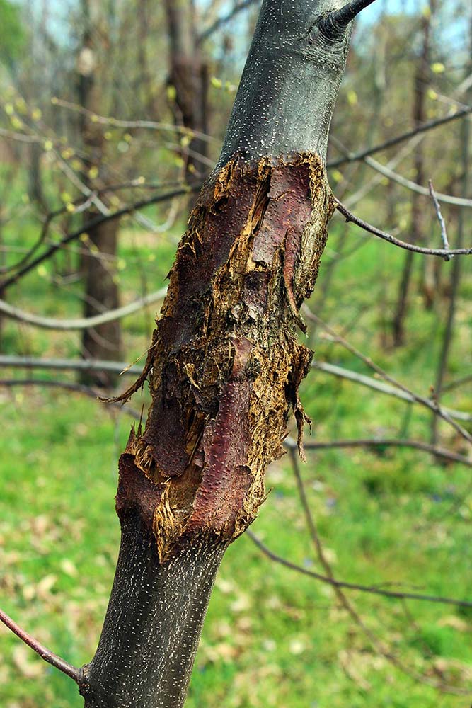 The Historic Loss of the American Chestnut – Arthur's Point Farm