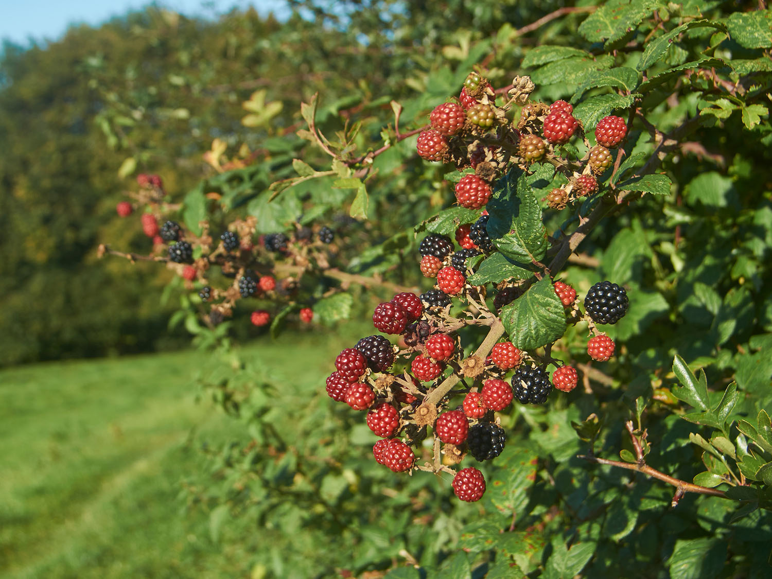 Hedgerow
